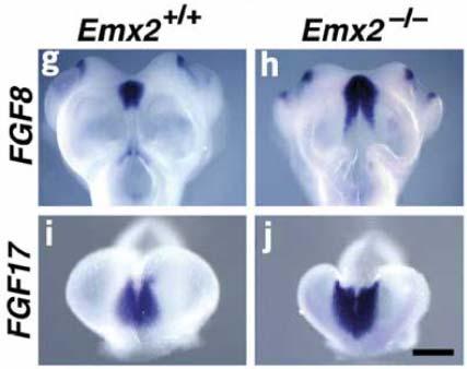 An opposite experiment was carried out to determine whether loss of Emx2 increases
