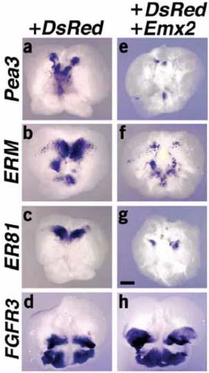 But, overexpression of Emx3 in explants