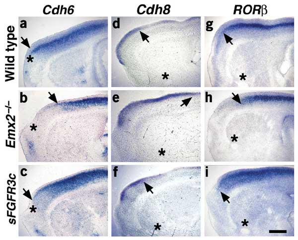 Look at E18.5 mutant, and regional expression pattern of RORβ, Cadherins 6 & 8.