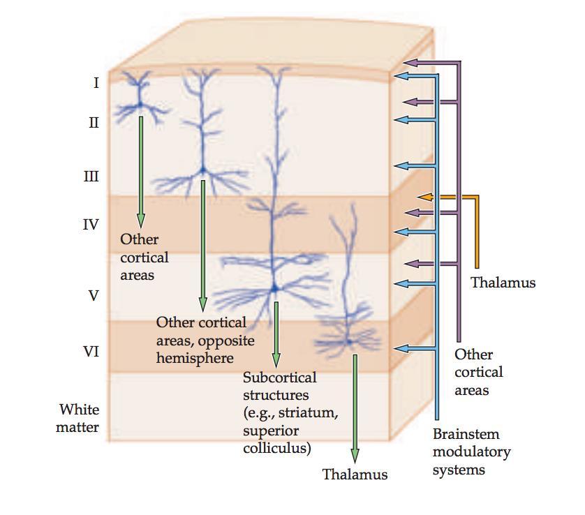 Cellular Organization of Cortex Green arrows indicate outputs to the major targets of each of the neocortical layers in humans; orange arrow indicates thalamic input (primarily