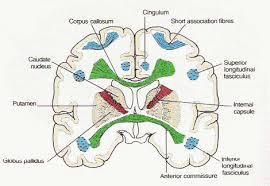 lobes Cingulum bundle and longitudinal fasciculi run rostral-caudal and connect the frontal, parietal,