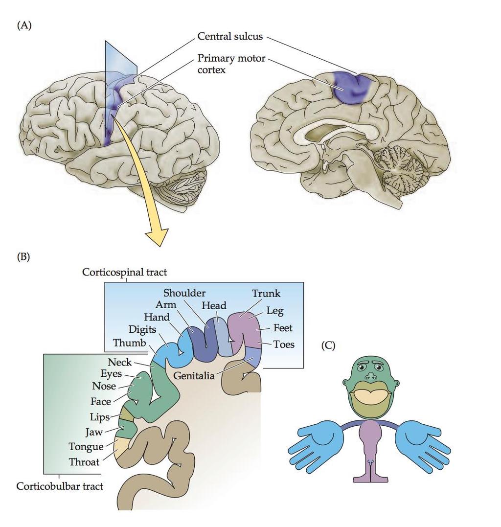 Maps in the cerebral cortex Neuro of the body