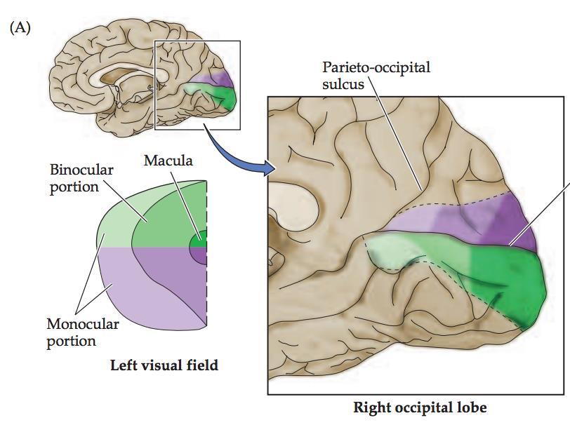 Maps in the cerebral cortex of the visual field in