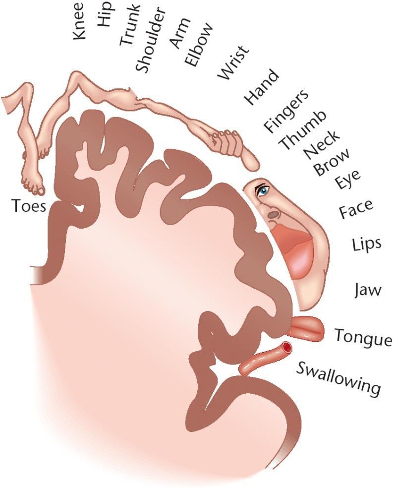 Structure of the Cortex What do you notice about the proportions depicted in the