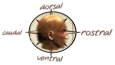 Meta Terms for the Nervous System Getting your bearings: dorsal, ventral, rostral, caudal medial, lateral