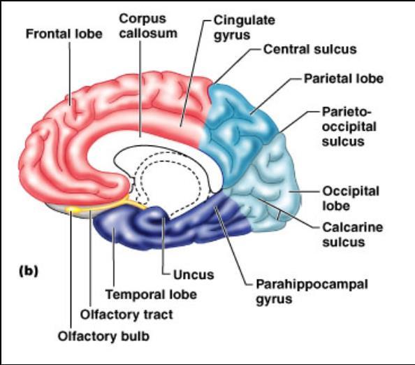 1. Cerebral Hemispheres - left and right side separated