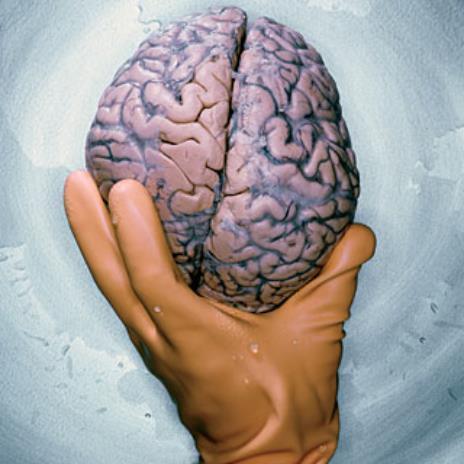 3. Convolutions of the Brain - the wrinkles and grooves of the