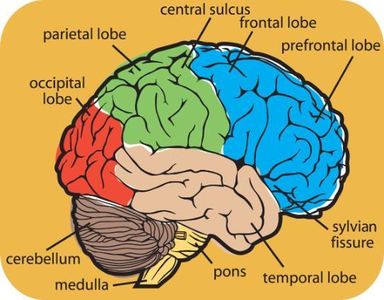Lobes of the Brain (general functions) 5. Frontal reasoning, thinking, language 6.