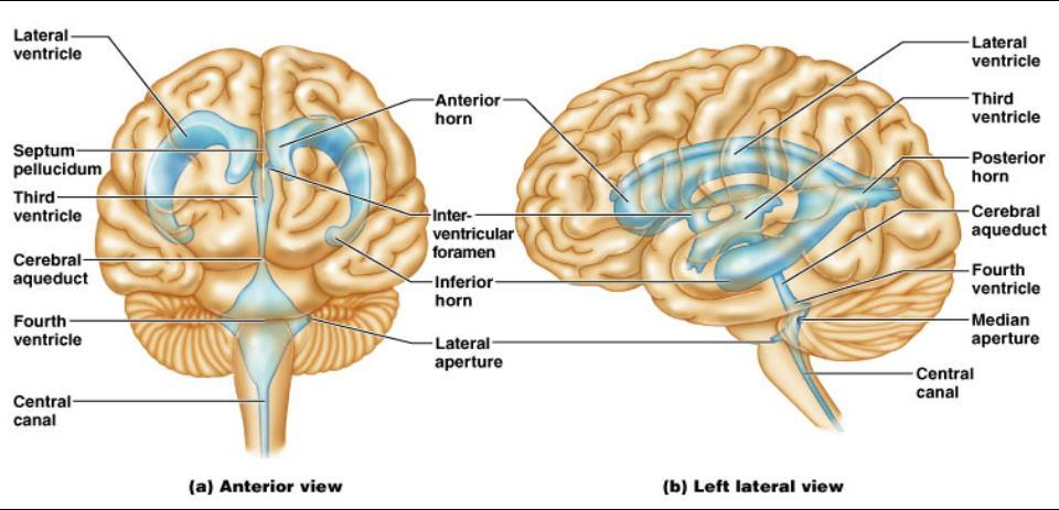 10.VENTRICLES OF THE BRAIN