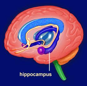 MEMORY: HIPPOCAMPUS Memory is controlled by the HIPPOCAMPUS ( sea horse ;