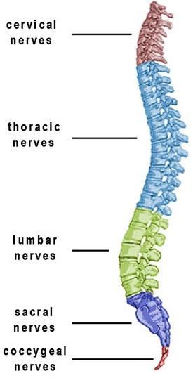 Spinal Cord passes down the vertebral canal, has 31 segments (each with a pair of spinal nerves) Cervical enlargement = supplies nerves to upper limbs