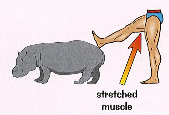 There are 2 different types of static stretching: Active This is
