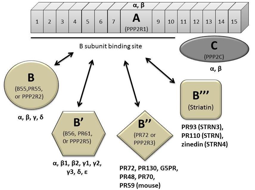 PP2A is a heterotrimeric serine/theronine phosphatase in cell Protein