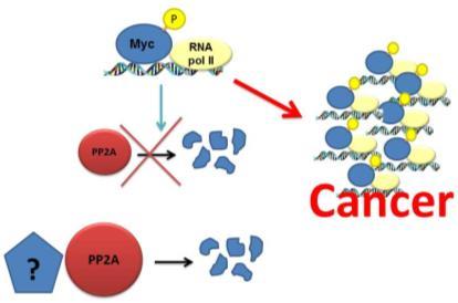 Targeting MYC through enhancing its degradation pathway in breast cancers growth stimulatory signals (Receptor Tyrosine Kinase activation) CDK MYC ERK MYC ps62 GSK3β MYC ps62 pt58 MYC pt58 SCF Fbw7