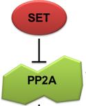 SET and CIP2A are overexpressed in breast cancer Knocking down SET or CIP2A decreases
