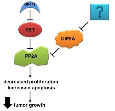 Summary SET and CIP2A are overexpressed in breast cancers and