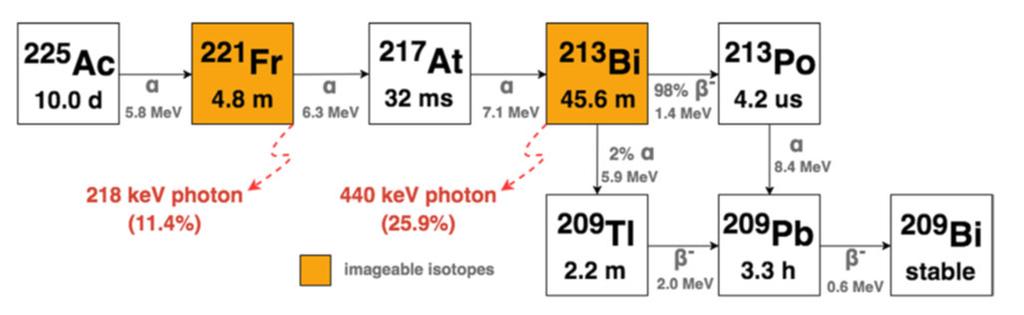 Example of Dual-Isotope SPECT Imaging The 225Ac decay chain. Photons with a branching ratio >3% relative to 225Ac decay are shown. Fig. 4.