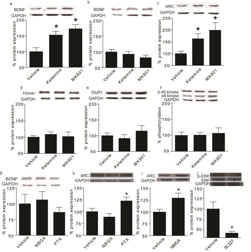 Supplementary figure 10. Western blot analysis of protein regulation by activity or NMDAR antagonists. a-f C57BL/6 adult male mice were treated with ketamine (3.0 mg/kg) or MK801 (0.