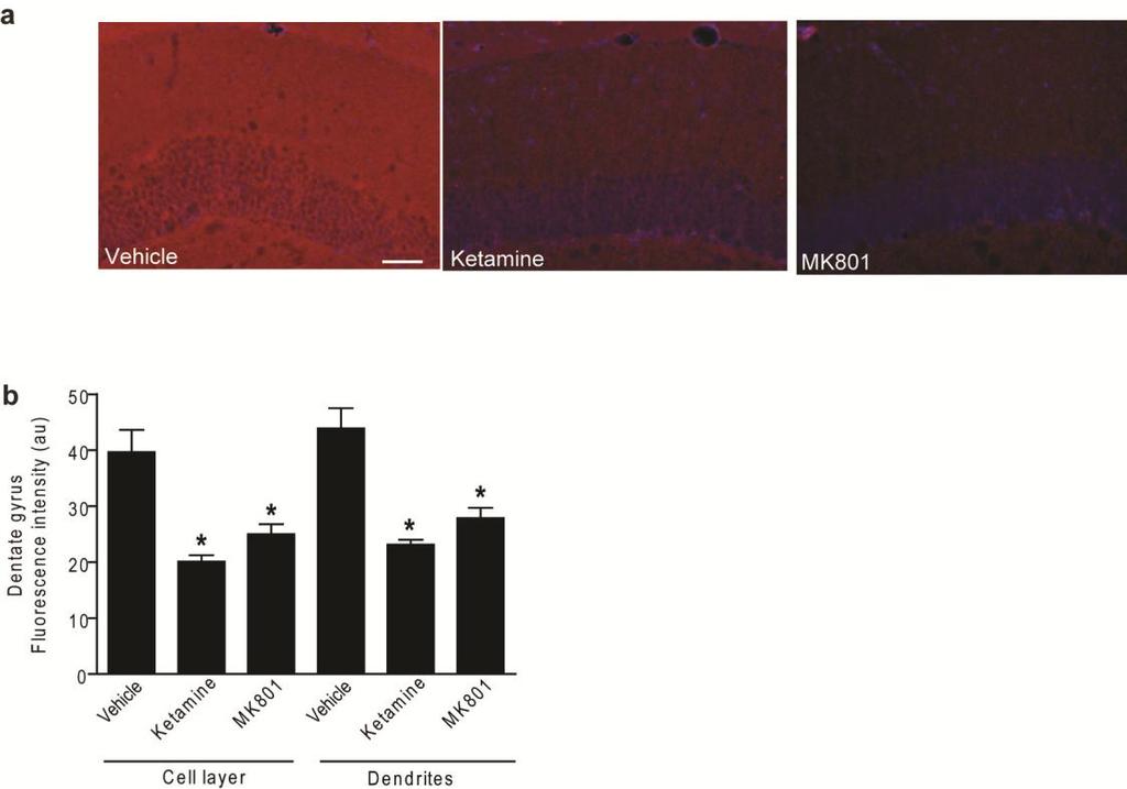 Supplementary Figure 12. NMDA receptor antagonists decrease peef2 expression in dentate gyrus.