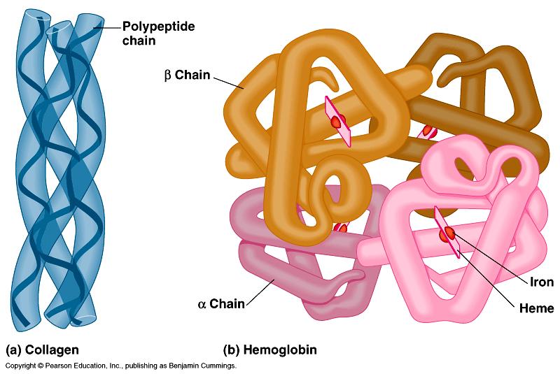 Four Levels of Protein Structure