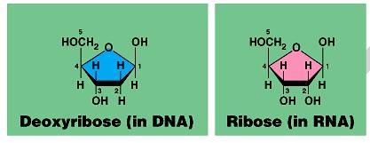 phosphate Nucleotide Nitrogenous base A T G C 5-C sugar Purines Adenine