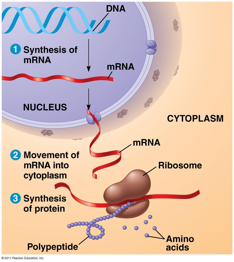 DNA RNA protein: a diagrammatic