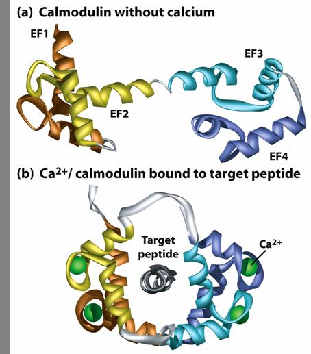 Regulated function Conformational changes induced by Ca 2+ binding to calmodulin Cooperative binding of calcium: binding of one calcium enhances the affinity for the next