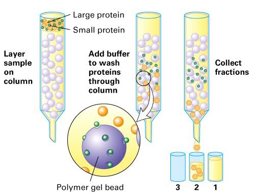 Separation of proteins by size: gel filtration