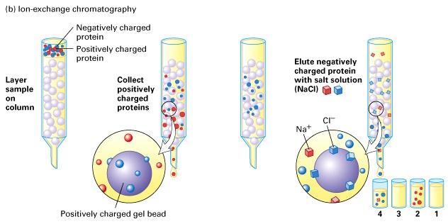 Separation of proteins by charge: ion exchange chromatography Add mobile phase: low salt buffer Add mobile phase: high salt buffer