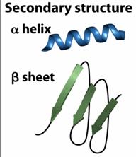 Four levels of structure determine the shape of proteins Primary: the linear sequence