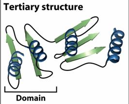 polypeptide chain (e.g.