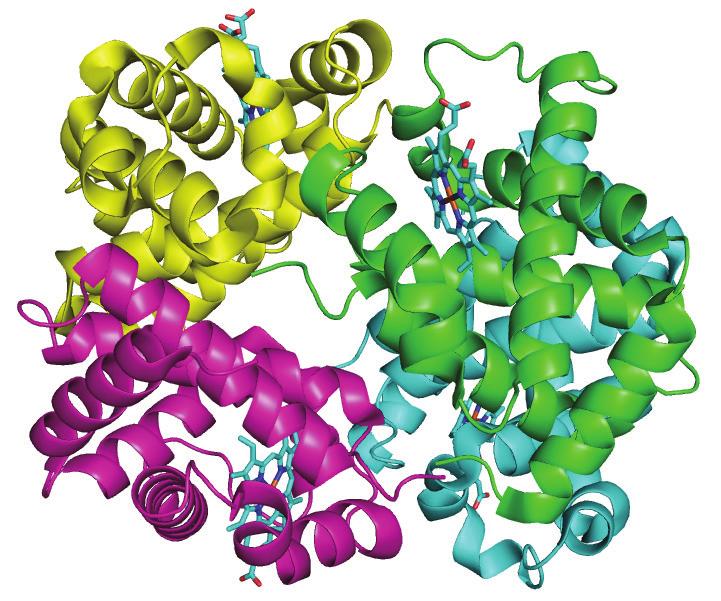 Protein structure Primary structure: Linear amino acid sequence Met-Ala-Leu-Asp-Asp- Secondary structure: Local conformation of the peptide chain: α-helix