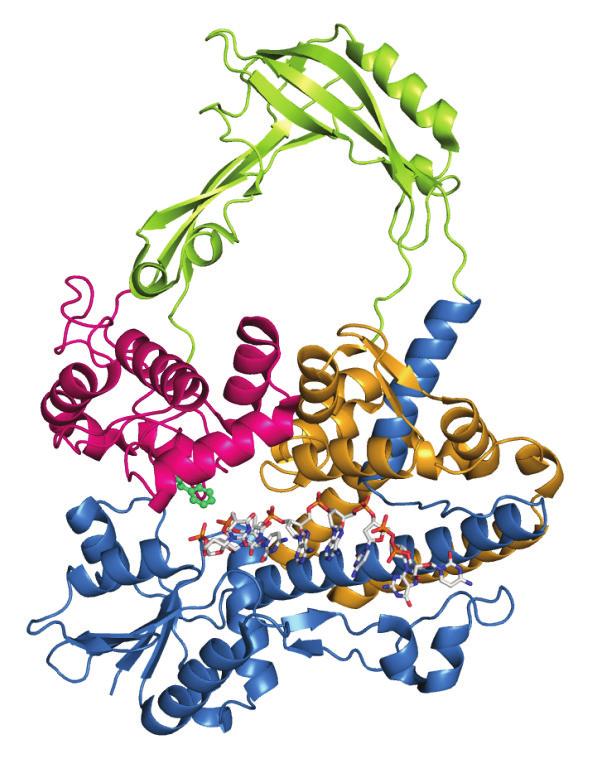 Overview Now: Protein Structure Review Amino acids, polypeptides, secondary structure elements, visualization, structure determination by X-ray crystallography and NMR methods, PDB Later Structure