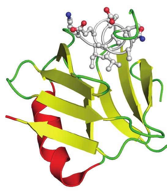 Protein folding Secondary structure elements (α-helices & β-sheets) on the surfaces of proteins