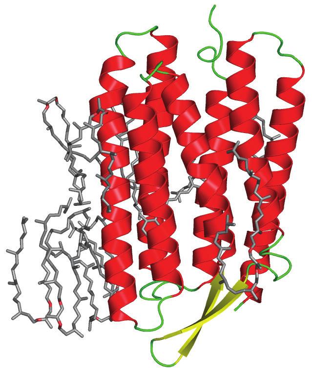Membrane proteins Rhodopsin
