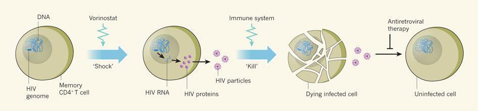 Induction & Eradication Treatment (Shock and kill) - ART to suppress all virus replication incl.