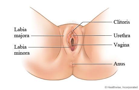 Minora Urinary Opening Anus Vaginal Opening Label the Female