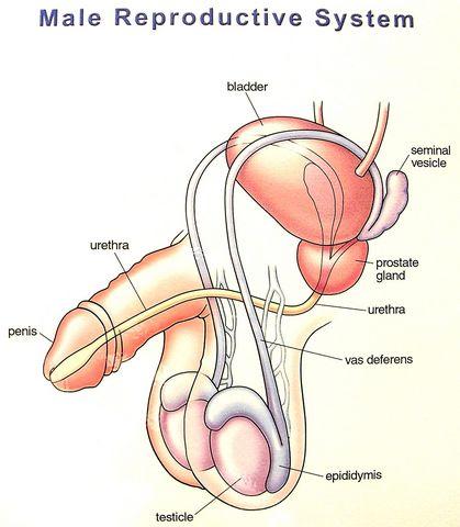 Label the Male Reproductive Anatomy: Reproductive Parts: Testicle Urethra Vas Deferens Scrotum Epididymis Penis