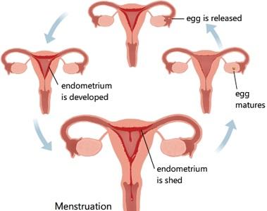Menstruation is when the egg is released from the ovaries to the fallopian tube. is the shedding of the lining of the uterus in the form of menstrual blood.