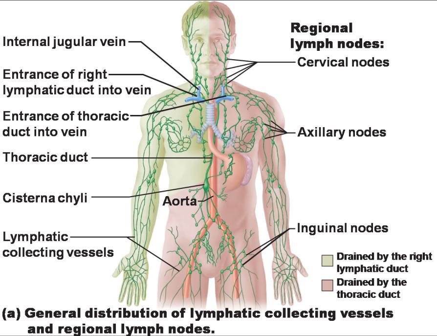 4.1 FUNCTION The lymphatic system is part of the circulatory system, the other part being the cardiovascular system, however it is often considered separately as a system in its own right.
