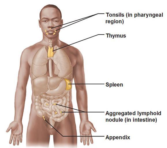 4.5 LYMPHATIC ORGANS The lymph nodes are just one example of a number of organs that are involved in the lymphatic system, all of which have their own role to play at different stages of the