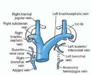Venous tributaries Include the vertebral first posterior intercostal vein left superior intercostal vein