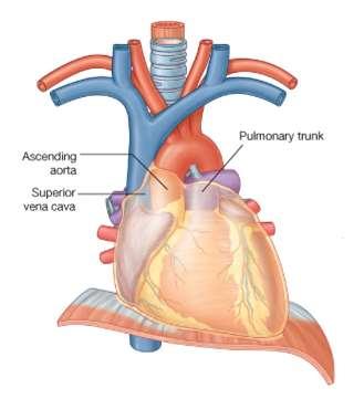 2-Superior Vena Cava The superior vena cava contains all the venous blood from the head and neck and both upper limbs Generally, it receives venous return from the upper half of the body, above the