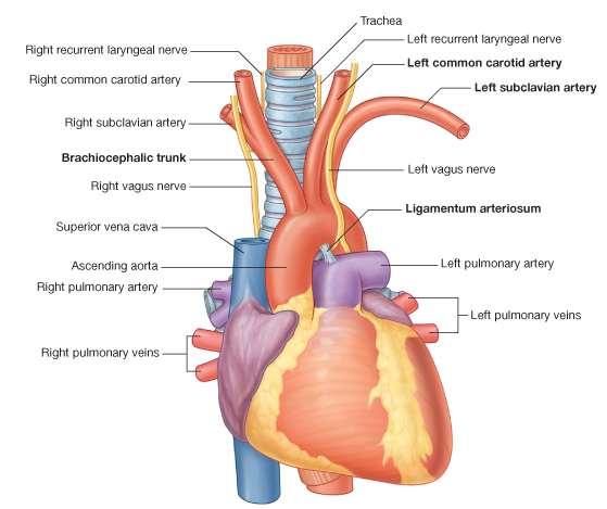 b-the left common carotid artery Arises from the convex surface of the aortic It runs upward and to the left of the trachea and enters the neck behind
