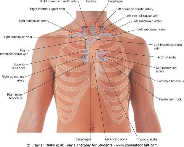 On each side, the internal jugular and subclavian veins join to form the brachiocephalic veins behind the sternal ends of the clavicles near the sternoclavicular joints The arch of aorta