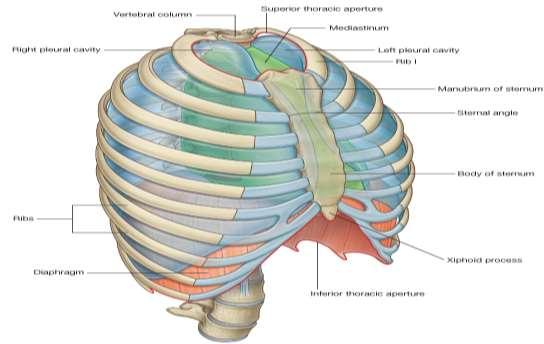 CHEST CAVITY The chest cavity is bounded by the chest wall and below by the diaphragm It extends upward into the root of the neck about one fingerbreadth above the clavicle on