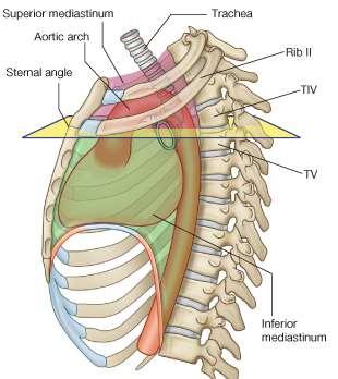 fourth thoracic vertebra posteriorly divides the