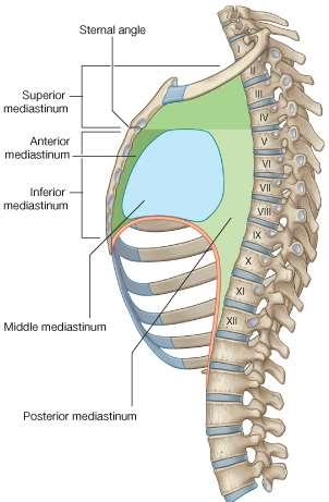 THE INFERIOR MEDIASTINUM is further subdivided into: 1-THE MIDDLE MEDIASTINUM consists of the pericardium and heart 2-THE ANTERIOR