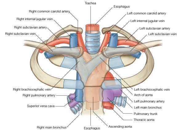 THE SUPERIOR MEDIASTINUM is bounded in front by the