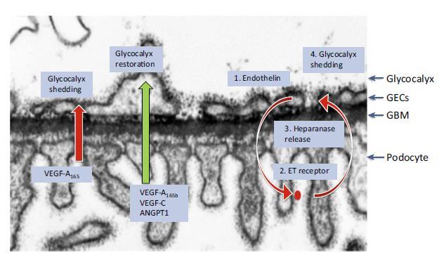 Glomerular Cell Crosstalk and the Glycocalyx The structural integrity of a glomerular endothelial glycocalyx is required to prevent